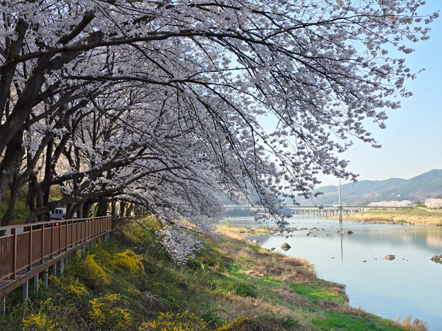 구례구역부터 동해마을 섬진강 벚꽃길