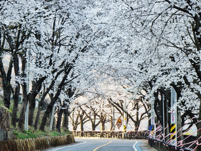 하얀 섬진강 벚꽃 예상 개화 시기